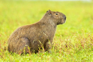 Capybara (Hydrochaeris hydrochaeris)