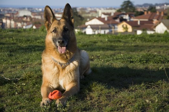 german shepherd ball