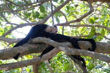 Capuchin monkeys in Manuel Antonio