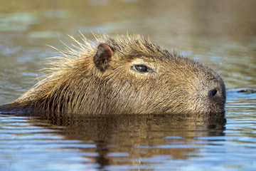 Capybara (Hydrochaeris hydrochaeris)