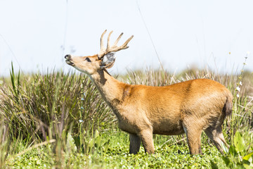 Male Marsh Deer (Blastocerus dichotomus)