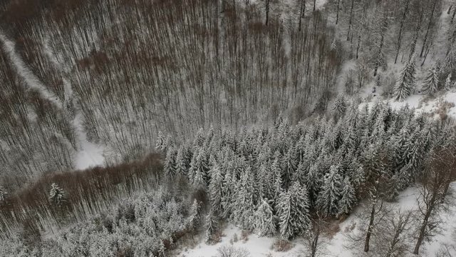 Winter aerial view above the frozen forest