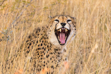 Male cheetah bearing its teeth © Melanie
