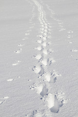 Einsame Spur im Tiefschnee