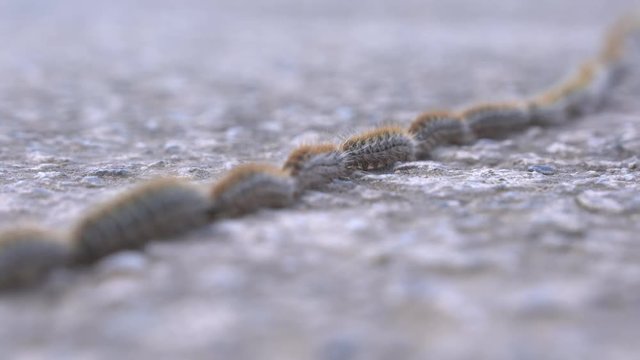Caterpillar line