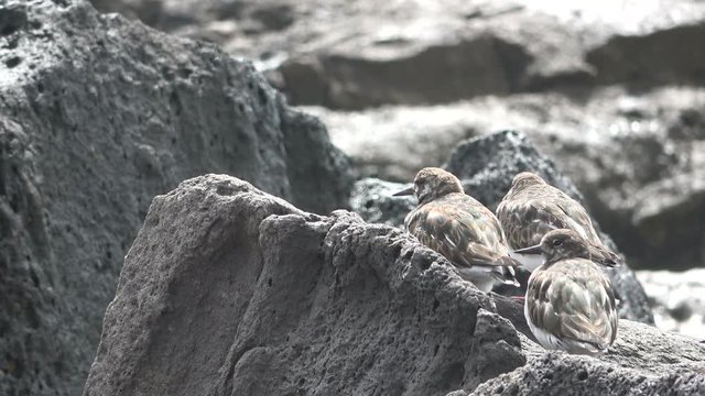 Sandregenpfeifer, Charadrius hiaticula, am Strand, Fuerteventura, Vogel, 4K