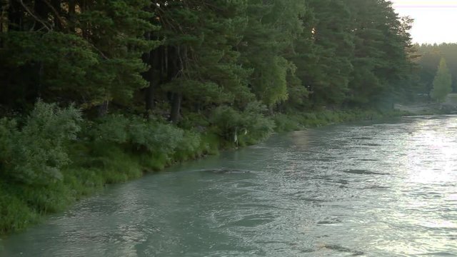 Fast cold river in Siberia. Foam and waves of fast flow. A dense forest of conifers on the shore. Video made on a journey in the evening in the rays of the setting sun.