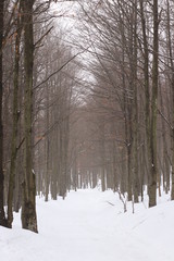 Bayerischer Wald, Allee