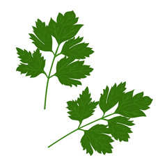 Parsley close-up. Fresh green parsley. Green vegetables Vector illustration.
