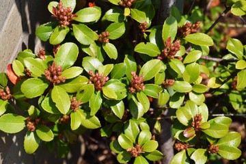 Young leaves of Phaphiolepis umbellata