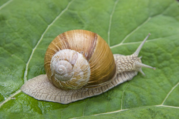 Weinbergschnecke unterwegs ins Grüne