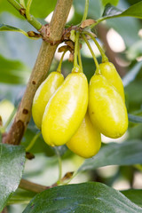 Cornus fruit . Dogwood berries are hanging on a branch of dogwood tree. Cornel, Cornelian Cherry Dogwood