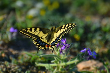Cyprus botanical garden