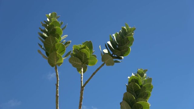 Baumtabak, Mimotabak, Morotabak, wilder Tabak, Nicotiana glauca, Fuerteventura, Bl&auml;tter, 4K
