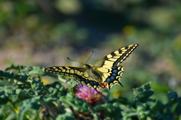 Cyprus botanical garden