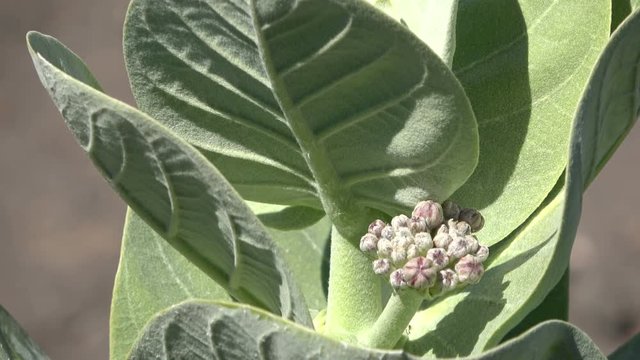 Baumtabak, Mimotabak, Morotabak, wilder Tabak, Nicotiana glauca, Fuerteventura, Bl&auml;tter, 4K