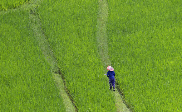 Rice Field Worker Taken In Bali