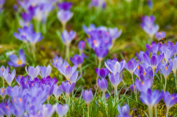 Purple spring flowers