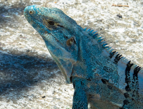 Gr&uuml;ner Leguan, Costa Rica