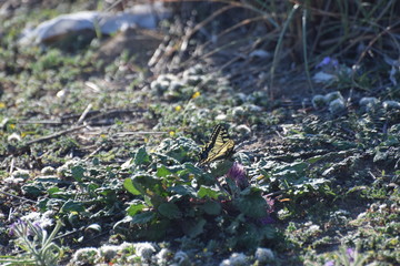 Cyprus botanical garden