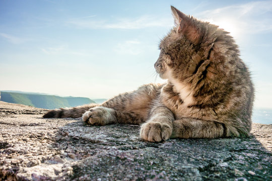 Cat In Front Of Sunset Reclining On Rocky Wall