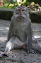 Macaque monkey taken on Bali island