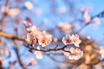 Almond flowers against the blue sky,
