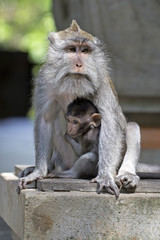 Mother and baby macaques portrait