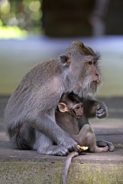 Mother and baby macaques portrait