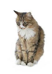 Obraz premium Norwegian Forest Cat Looks at Copy Space 