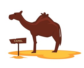 Camel zoo animal and wooden signboard vector cartoon icon for zoological park