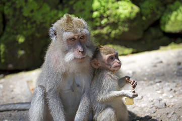 Mother and baby macaques portrait
