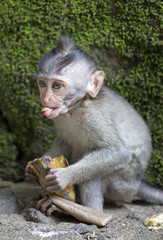 Baby macaque with banana taken in Ubub monkey forest, Bali
