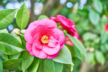 Pink camellia flower