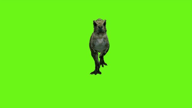 T Rex Tyrannosaur Dinosaur animation on green screen. GI realistic render. 4k.