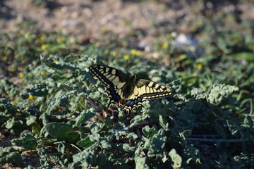 Cyprus botanical garden