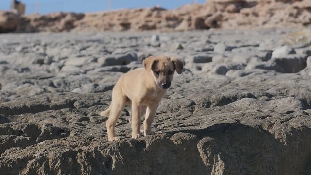 Moroccan beach dogs and puppies in search for food on the rocky beaches of the Moroccan desert.