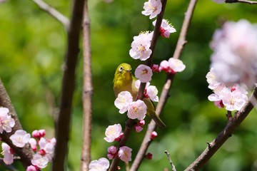 Japanese white-eye and apricot blossoms
