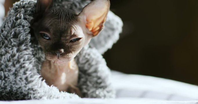 little Canadian Sphynx kitten saying meow and licking his small nose sleepy hairless cat portrait closeup sunshine background kitty wrapped gray wool blanket sphinx bold animal vet health care