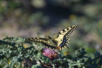 Cyprus botanical garden