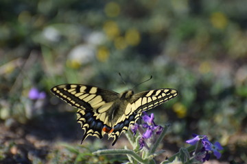 Cyprus botanical garden
