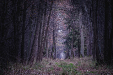 Obraz premium droga w ciemnym lesie