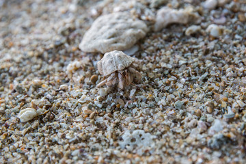 close up view of crab on rocky beach, sri lanka, mirissa