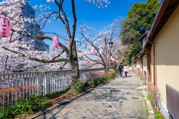 文京区 神田川桜並木