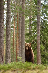 brown bear standing in a forest at summer
