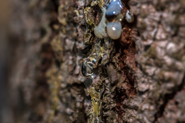 Many drops of resin on a tree trunk