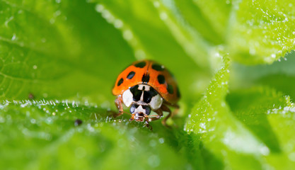Obraz premium A little ladybug on a plant