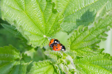 Two little ladybugs on a plant