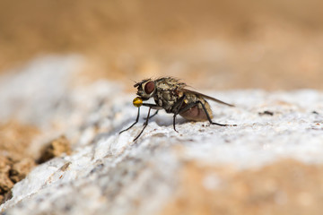 A fly in the garden on a stone