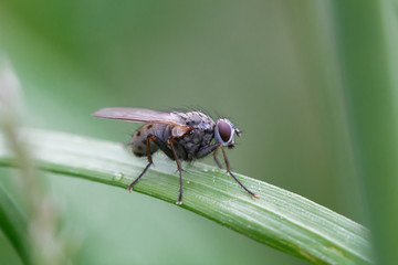 A fly in the garden on a leaf